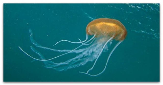 Необычная медузу
